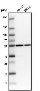 Western blot analysis in mouse cell line NIH-3T3 and rat cell line NBT-II.