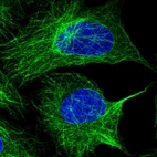 Immunofluorescent staining of human cell line U-2 OS shows localization to microtubules.