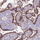 Anti-PTCD2 Antibody