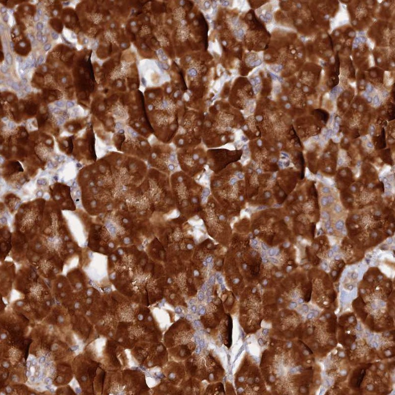 Anti-P3H3 Antibody