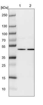 Lane 1: NIH-3T3 cell lysate (Mouse embryonic fibroblast cells)_br/_Lane 2: NBT-II cell lysate (Rat Wistar bladder tumour cells)