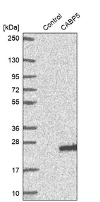 Western blot analysis in control (vector only transfected HEK293T lysate) and CABP5 over-expression lysate (Co-expressed with a C-terminal myc-DDK tag (~3.1 kDa) in mammalian HEK293T cells, LY412686).