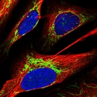 Immunofluorescent staining of human cell line U-2 OS shows localization to mitochondria.