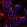 Anti-FUT6 Antibody