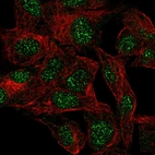 Immunofluorescent staining of human cell line Hep G2 shows localization to nucleus.