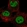 Anti-CDX4 Antibody
