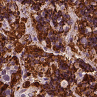 Anti-CSH1 Antibody