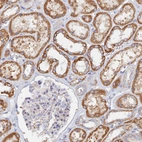 Immunohistochemical staining of human kidney shows strong cytoplasmic positivity in cells in tubules.