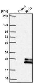 Western blot analysis in control (vector only transfected HEK293T lysate) and rLN3 over-expression lysate (Co-expressed with a C-terminal myc-DDK tag (~3.1 kDa) in mammalian HEK293T cells, LY409016).