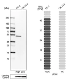 Western blot analysis in human cell lines PC-3 and Caco-2 using Anti-LPXN antibody. Corresponding LPXN RNA-seq data are presented for the same cell lines. Loading control: Anti-COX4I1.