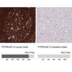 Anti-PTPRCAP Antibody