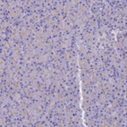 Immunohistochemical staining of human pancreas shows no positivity in exocrine glandular cells as expected.