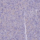 Immunohistochemical staining of human pancreas shows no positivity in exocrine glandular cells as expected.
