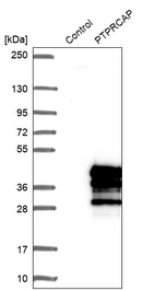 Western blot analysis in control (vector only transfected HEK293T lysate) and PTPRCAP over-expression lysate (Co-expressed with a C-terminal myc-DDK tag (~3.1 kDa) in mammalian HEK293T cells, LY401718).