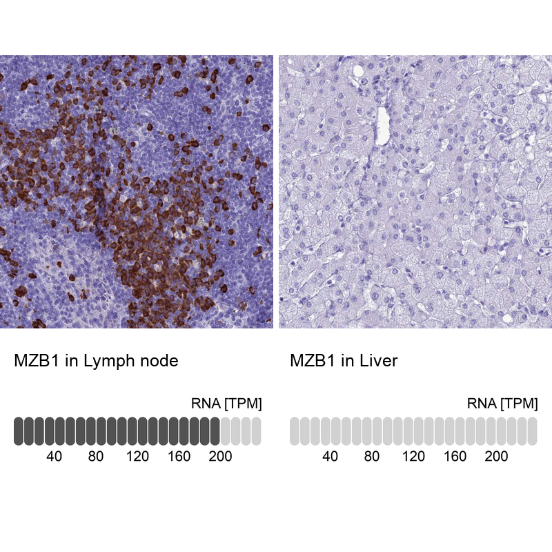 Anti-MZB1 Antibody