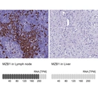 Anti-MZB1 Antibody