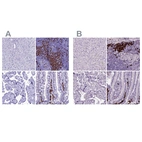 Immunohistochemical staining of human liver, lymph node, placenta and small intestine using Anti-MZB1 antibody HPA043745 (A) shows similar protein distribution across tissues to independent antibody HPA052694 (B).