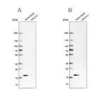 Western blot analysis using Anti-MZB1 antibody HPA043745 (A) shows similar pattern to independent antibody HPA052694 (B).