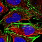 Immunofluorescent staining of human cell line U-2 OS shows localization to actin filaments.