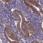 Anti-RANBP6 Antibody