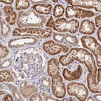 Immunohistochemical staining of human kidney shows moderate to strong cytoplasmic positivity in cells in tubules.
