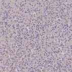 Immunohistochemical staining of human pancreas shows no cytoplasmic positivity in exocrine glandular cells as expected.