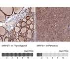 Anti-MRPS11 Antibody