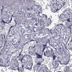 Immunohistochemical staining of human placenta shows low expression as expected.
