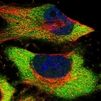 Immunofluorescent staining of human cell line U-251 MG shows localization to cytosol.