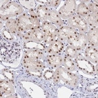 Immunohistochemical staining of human kidney shows moderate to strong nuclear positivity in cells in tubules.