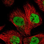 Immunofluorescent staining of human cell line A-431 shows localization to nucleoplasm & the Golgi apparatus.