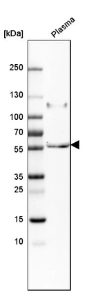Anti-PI16 Antibody