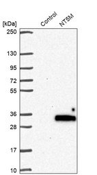 Western blot analysis in control (vector only transfected HEK293T lysate) and NT5M over-expression lysate (Co-expressed with a C-terminal myc-DDK tag (~3.1 kDa) in mammalian HEK293T cells, LY412623).