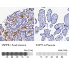 Anti-ENPP3 Antibody