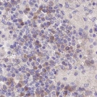 Immunohistochemical staining of human lymph node using Anti-FAM168B antibody HPA043778.