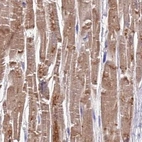 Immunohistochemical staining of human heart muscle using Anti-FAM168B antibody HPA043778.