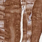 Immunohistochemical staining of human skeletal muscle using Anti-FAM168B antibody HPA043778.
