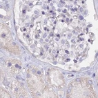 Immunohistochemical staining of human kidney using Anti-FAM168B antibody HPA043778.