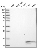Anti-HBA1 Antibody