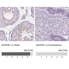 Anti-DCAF8L1 Antibody