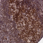 Anti-TCEA1 Antibody