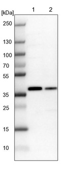 Lane 1: NIH-3T3 cell lysate (Mouse embryonic fibroblast cells)_br/_Lane 2: NBT-II cell lysate (Rat Wistar bladder tumour cells)
