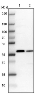 Lane 1: NIH-3T3 cell lysate (Mouse embryonic fibroblast cells)_br/_Lane 2: NBT-II cell lysate (Rat Wistar bladder tumour cells)