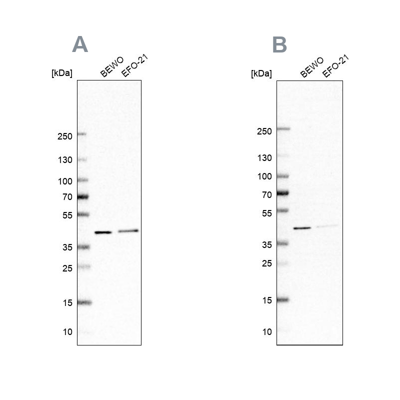 Anti-PCBP1 Antibody