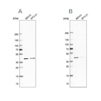 Anti-PCBP1 Antibody