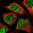 Immunofluorescent staining of human cell line U-2 OS shows localization to nuclear speckles & cytosol.