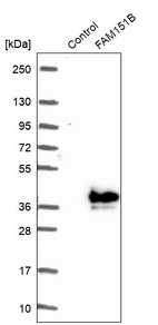 Western blot analysis in control (vector only transfected HEK293T lysate) and FAM151B over-expression lysate (Co-expressed with a C-terminal myc-DDK tag (~3.1 kDa) in mammalian HEK293T cells, LY404256).