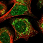 Immunofluorescent staining of human cell line U-2 OS shows localization to nucleoplasm & mitochondria.
