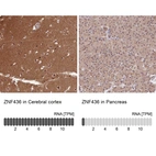Anti-ZNF436 Antibody