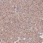 Immunohistochemical staining of human pancreas shows low expression as expected.
